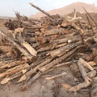 باسلام فروش چوب کاج خشک
