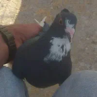 کفتر پلنگ|پرنده|کرمان, |دیوار