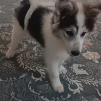 فروش سگ هاسکی نر