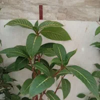 گل طبیعی|گل و گیاه طبیعی|اصفهان, کوی شهید کشوری|دیوار