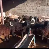 بره های اعلاء و درجه یک