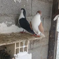 کبوتر|پرنده|بندر انزلی, بشمن|دیوار
