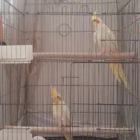 عروس هلندی جفت