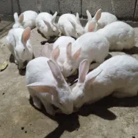 خرگوش|حیوانات مزرعه|تخت, |دیوار