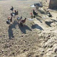 تعدادی خروس