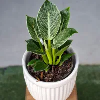 کامیس|گل و گیاه طبیعی|تربت‌حیدریه, بی بی حسنیه|دیوار