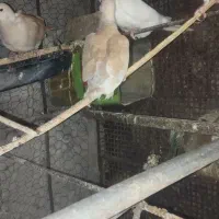 کپوت سفید قهوه ایی