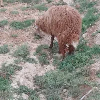 گوسفند نر