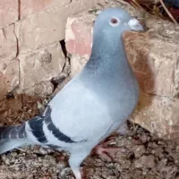 جوجه کبوتر پلاکی