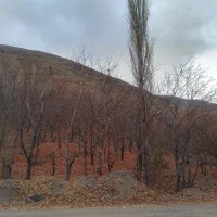 زمین کشاورزی