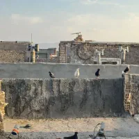 کبوتر|پرنده|مبارکه, |دیوار