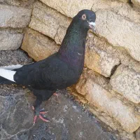 کبوتر ز|پرنده|فسا, |دیوار