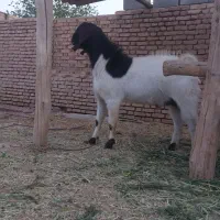 جفت پاکستانی