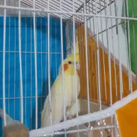 عروس هلندی لوتینو ماده