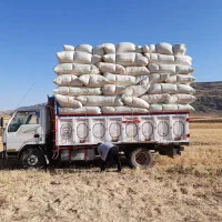 کاه گندم دیم