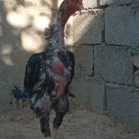 خروس لاری اوشامو المانی|حیوانات مزرعه|مشهد, ملک‌آباد|دیوار