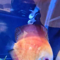 ماهی دیسکس قرمز نژاد دار اصل ۷اینچی|ماهی|کرج, عظیمیه|دیوار