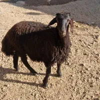 گوسفند جوان قربانی