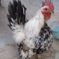 خروس جاپنیز و جوجه جاپنیز