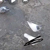 دوعدد گرفتنی زنبور|پرنده|قزوین, |دیوار