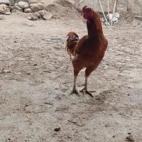 معاوضه با کفتر