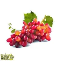 تولید نهال انگور صاحبی گلدانی یکساله|خدمات باغبانی و درختکاری|اردکان, |دیوار