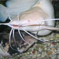 گربه ماهی راه رونده