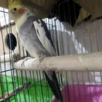 طوطی عروس نر