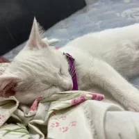 گربه