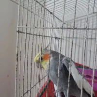 عروس هلندی نر سخنگو