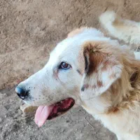 واگذاری رایگان بومی