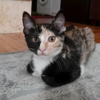 واگذاری گربه|گربه|رشت, یخسازی|دیوار