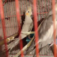 عروس هلندی|پرنده|ماکو, |دیوار