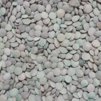 عدس مختار