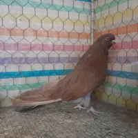سرور|پرنده|زنجان, |دیوار