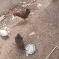 دوعدد خروس محلی