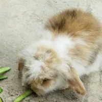 بچه خرگوش لوپ