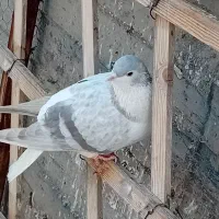 کفتر رنگی|پرنده|مشهد, شهرک ابوذر|دیوار