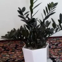 فروش گلهای آپارتمانی زاموفلیا|گل و گیاه طبیعی|تهران, دژکام|دیوار