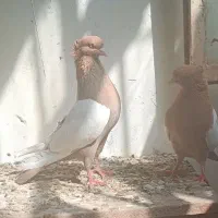 سینه زرد