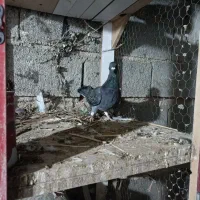 کبوتر کوهی|پرنده|شیراز, شهرک گلها|دیوار