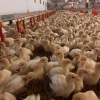 جوجه بوقلمون/یکروزه/یکماهه/ صنعتی و برنز/بیوتی 6