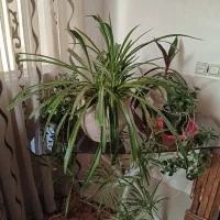 فروش ۴ گلدان گل به قیمت یک میلیون و پانصد