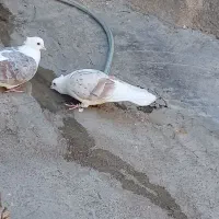 سگ شیتزو معاوضه با کبوتر