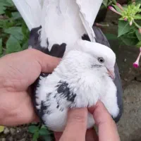 کفتر پرشی دهنجور واقعی ۱۰ ساعته باضمانت کتبی