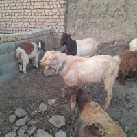 نربز سانن|حیوانات مزرعه|فریمان, |دیوار