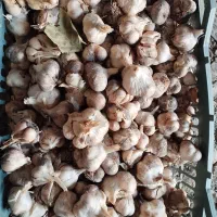 سیر کاملا اورگانیک