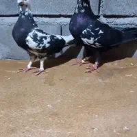 جفتگاه سوسکی و سرور