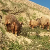 دو عدد شیشک دو عدد کوه داشتی با چنتا بز