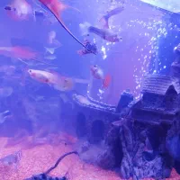 فروش و معاوضه ماهی